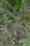 Procession flower